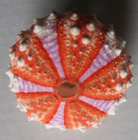 Coelopleurus longicollis A. Agassiz & H.L. Clark, 1908